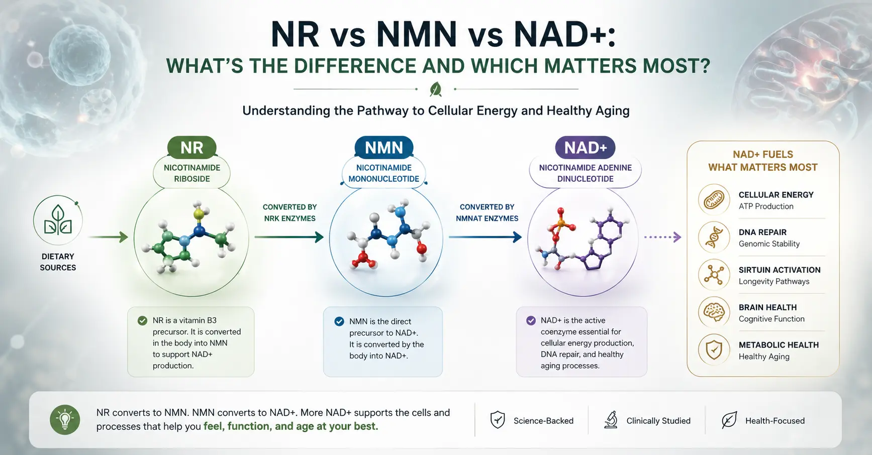 NR vs NMN vs NAD+: What’s the Difference and Which Matters Most?