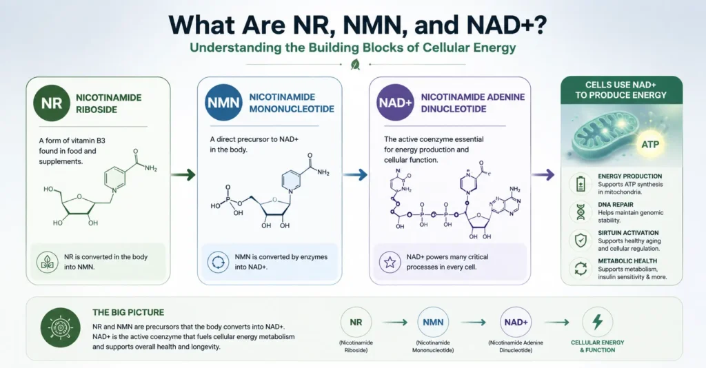 Diagram showing NR, NMN, and NAD+ and their roles in cellular energy metabolism